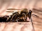 Aby se člověk včelařením uživil, znamenalo by to mít tak pět set až tisíc...