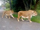 Lví safari ve Dvoe Králové brzy zahájí zkuební provoz.