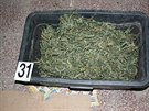 V bývalém výrobním podniku v Jaromi se naly zbytky pstírny marihuany, ásti...