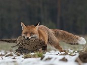 Liška je v naší přírodě vrcholový predátor, zároveň ovšem čistí les od slabých...
