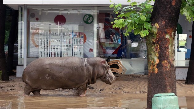 Hroch, kter bhem zplav utekl z tbilisk zoo (14. ervna 2015).