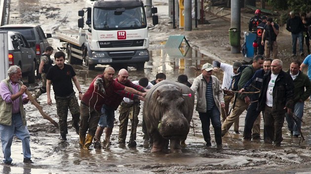 Hroch, kter utekl z tbilisk zoo (14. ervna 2015).