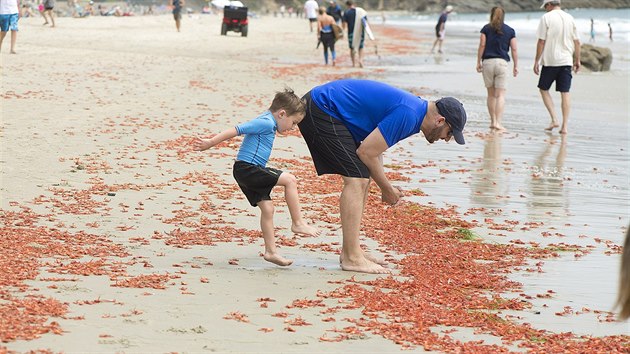 Lidé v Kalifornii berou červené kraby jako zpestření. (16. června 2015)
