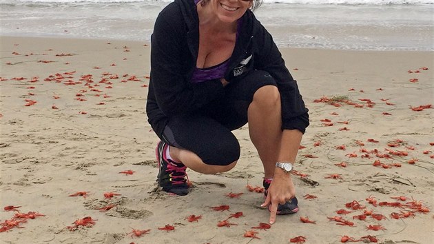 Kalifornské pláže zaplavily tisíce červených krabů. (16. června 2015)