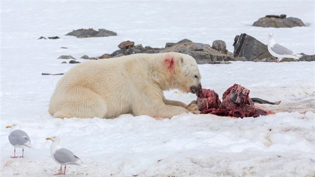 Ledn medvdi v Arktid zaali vbec poprv rt delfny. Zjistili to nort vdci, podle nich se o toto rozen medvd stravy postaralo globln oteplovn.