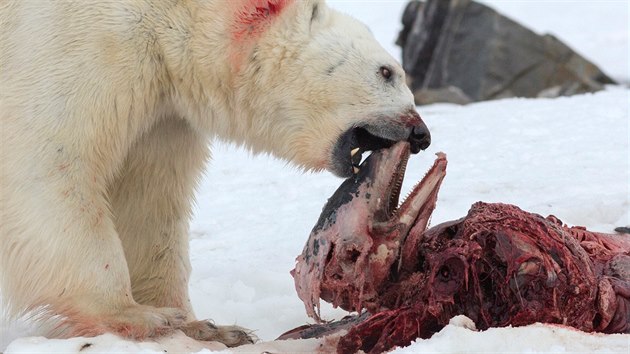 Ledn medvdi v Arktid zaali vbec poprv rt delfny. Zjistili to nort vdci, podle nich se o toto rozen medvd stravy postaralo globln oteplovn.