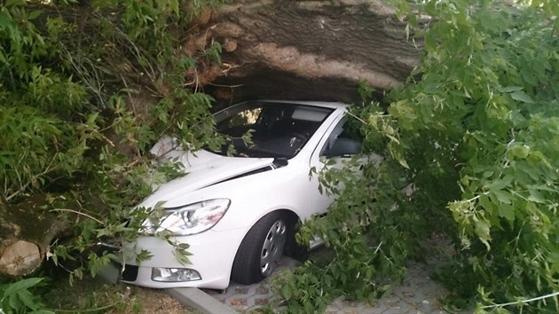 V Brnnskch Ivanovicch spaden strom v sobotu zcela zdemoloval zaparkovan automobil.