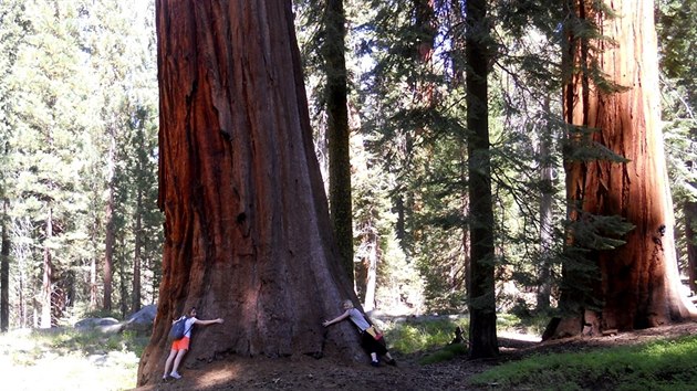 Sequoia National Park v jižní Sierra Nevadě v Kalifornii