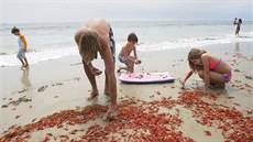 Jindy zlatavé pláe Kalifornie jsou nyní kvli tisícm krab ervené. (16....