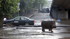 Ze zoo v Tbilisi pi povodních prchl i tento hroch (14. ervna 2015)