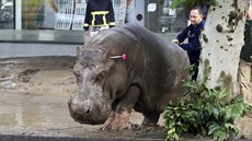 Ze zoo v Tbilisi p�i povodních prchl i tento hroch (14. �ervna 2015)