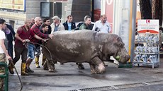 Lidé se snaí pomoct hrochovi, který uprchl ze zaplavené zoo v Gruzii.