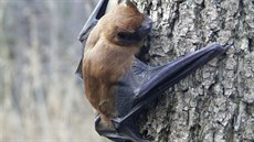 Chránný netopýr rezavý, který obývá dutiny strom.