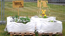 Zájemci si mohou v centru m�sta p�stovat co cht�jí.