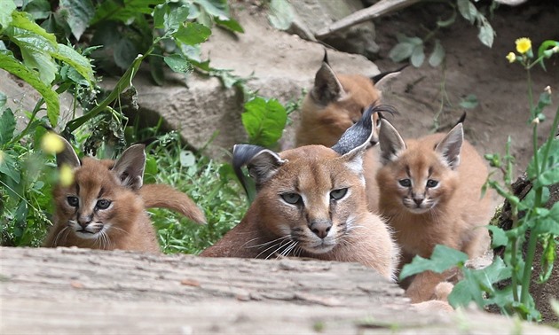 Mladí karakalové v jihlavské zoo.