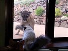 Puma se pokouela dostat ke koce pes sklo.
