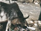 Krávy jsou v Indii posvátné a bn se bez dozoru toulají ulicemi mst. V nové...