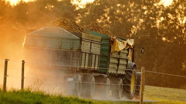 Ran� brambory se skl�z� p�ed za��tkem l�ta, dob�e uskladn�n� vydr�� do V�noc.