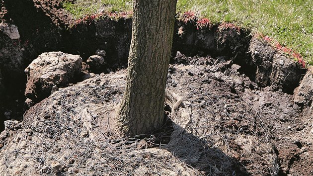 Jámu je třeba dosypat a vyplnit kvalitním substrátem. Plativo na kořenovém balu se ponechá: kořeny ho prorostou a po čase zrezne a rozpadne se. 
