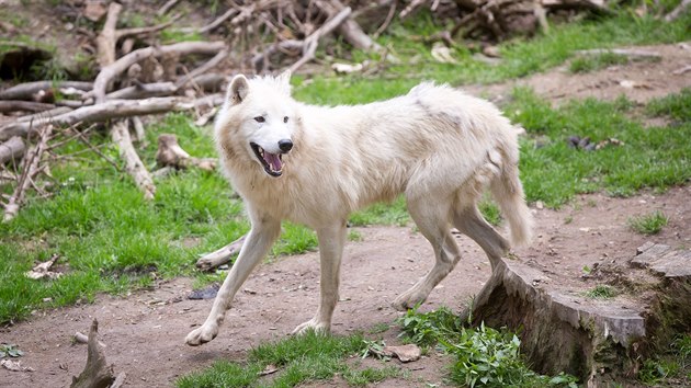 Tborsk zoologick zahrada.