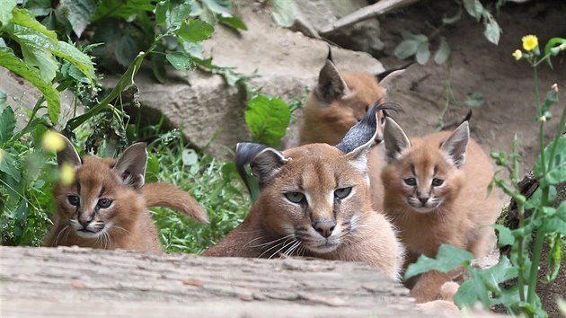 Mlad karakalov v jihlavsk zoo.