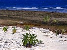 Ostrov Lady Elliot, Velký bariérový útes v Austrálii