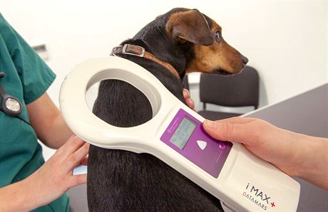 Ostravtí veterinái se pipravují na ploné ipování ps. (ilustraní snímek)
