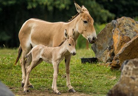 Dalí návtvníky by do ostravské ZOO mohlo pivést  mlád vzácné oslice...