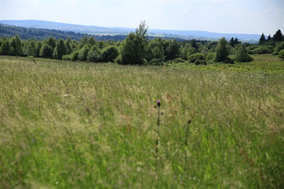 Horská louka u Adolfova v Kruných horách.