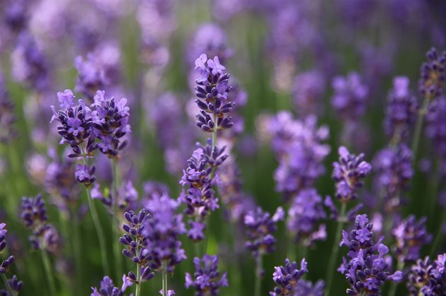 Levandule podle Anny Nové Kuerové získává stejn jako víno charakter a kvalitu...