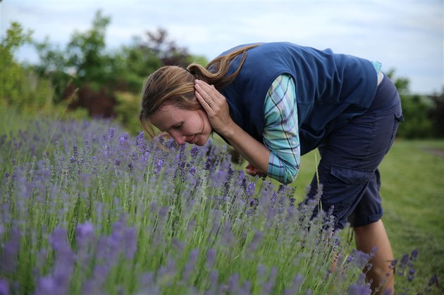 Anna Nová Kuerová zaala s pstováním levandule na prodej na mateské...