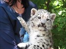 V Plzni uk�zali ml�d� Irbise. ��k� se mu ko�ka Himal�j�