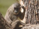 Dvorská zoo má novou skupinu sedmi dril ernolících
