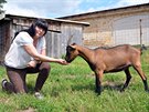 Milena Krejzov� chov� u �esk� L�py 130 koz. Z jejich ml�ka vyr�b� jeden�ct...