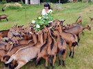 Milena Krejzov� chov� u �esk� L�py 130 koz. Z jejich ml�ka vyr�b� jeden�ct...