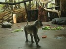 Dvorská zoo má novou skupinu sedmi dril ernolících. Tito primáti patí mezi...