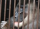 Dvorská zoo má novou skupinu sedmi dril ernolících. Tito primáti patí mezi...