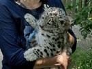 V plze�sk� zoologick� zahrad� se poda�ilo po p�ti letech odchovat ml�d�...