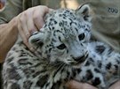 V plze�sk� zoologick� zahrad� se poda�ilo po p�ti letech odchovat ml�d�...