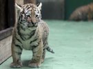 Dvojice mal�ch tygr� ussurijsk�ch, kte�� se v olomouck� zoo narodili na za��tku...