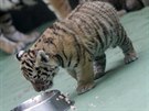 Dvojice mal�ch tygr� ussurijsk�ch, kte�� se v olomouck� zoo narodili na za��tku...