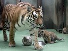 Dvojice mal�ch tygr� ussurijsk�ch, kte�� se v olomouck� zoo narodili na za��tku...