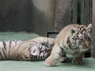 Dvojice mal�ch tygr� ussurijsk�ch, kte�� se v olomouck� zoo narodili na za��tku...
