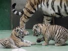 Dvojice mal�ch tygr� ussurijsk�ch, kte�� se v olomouck� zoo narodili na za��tku...