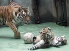 Dvojice mal�ch tygr� ussurijsk�ch, kte�� se v olomouck� zoo narodili na za��tku...