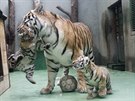Dvojice mal�ch tygr� ussurijsk�ch, kte�� se v olomouck� zoo narodili na za��tku...