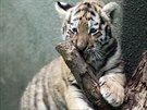 Dvojice mal�ch tygr� ussurijsk�ch, kte�� se v olomouck� zoo narodili na za��tku...