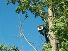Kamera je umístna na strom, a tak se obas kýve ve vtru.