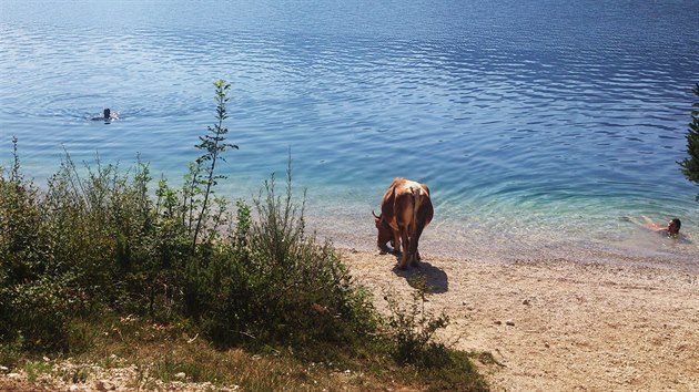 Na stezkch a plch kolem Bohinjskho jezera me plavce i bece pekvapit teba voln se pohybujc dobytek...nebojte, ani si vs nevimne.