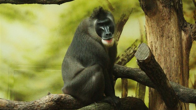 Dvorská zoo má novou skupinu sedmi drilů černolících. Tito primáti patří mezi ohrožené druhy (9.7.2015).